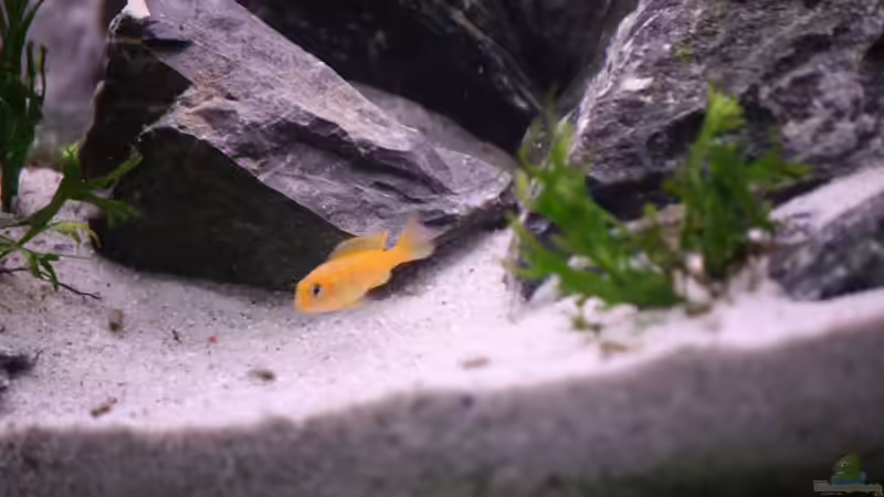 Aquarien mit Pseudotropheus saulosi (Saulosi Zebra-Maulbrüter)
