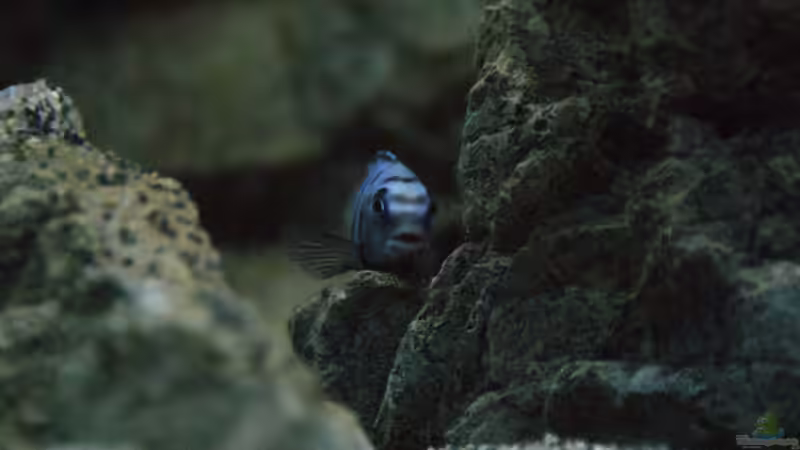 Pseudotropheus saulosi M von Frank Wollenburg (31)