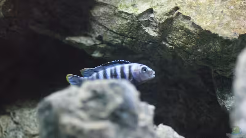 Pseudotropheus saulosi M von Frank Wollenburg (34)