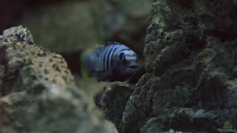 Pseudotropheus saulosi M von Frank Wollenburg (37)