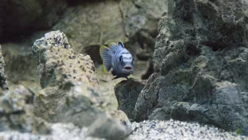 Pseudotropheus saulosi M von Frank Wollenburg (38)