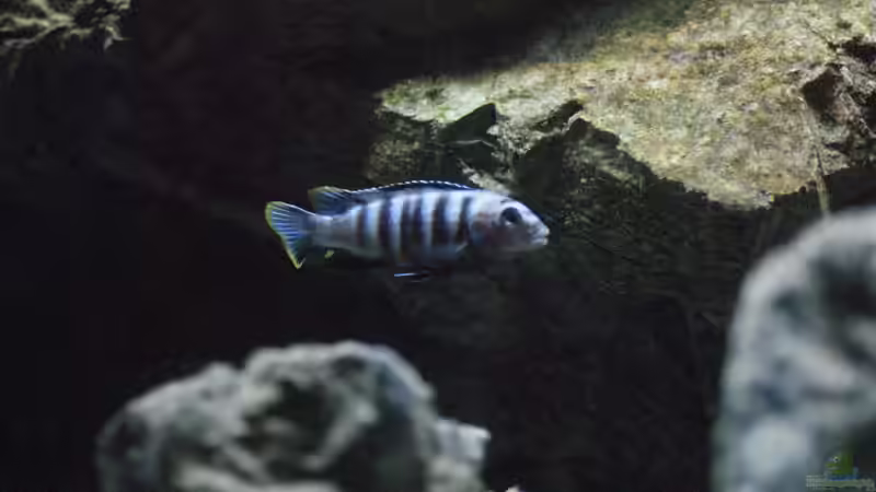 Pseudotropheus saulosi M von Frank Wollenburg (40)