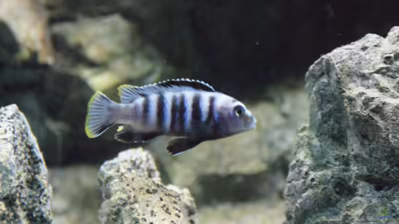 Pseudotropheus saulosi M von Frank Wollenburg (43)