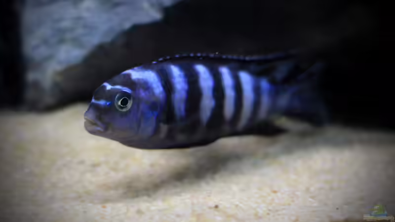 Pseudotropheus saulosi m von Nina Hutter (20)