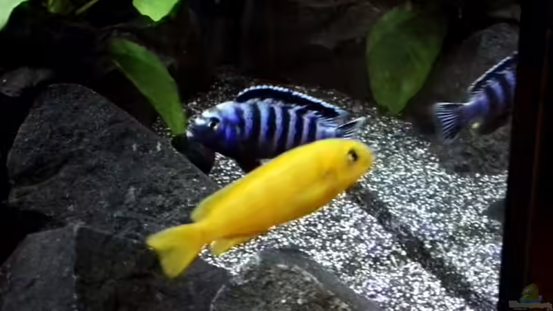 Pseudotropheus saulosi m/w von Guido Studtrucker (38)