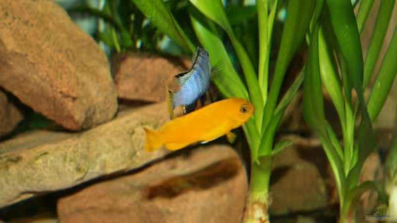 Aquarien mit Pseudotropheus saulosi (Saulosi Zebra-Maulbrüter)