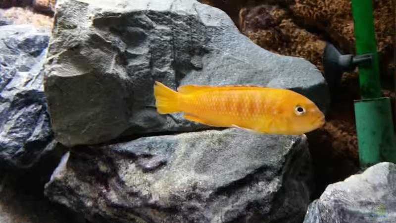 Pseudotropheus Saulosi Mädel (ausgewachsen, nachgekauft) von Andreas Musterfisch (20)