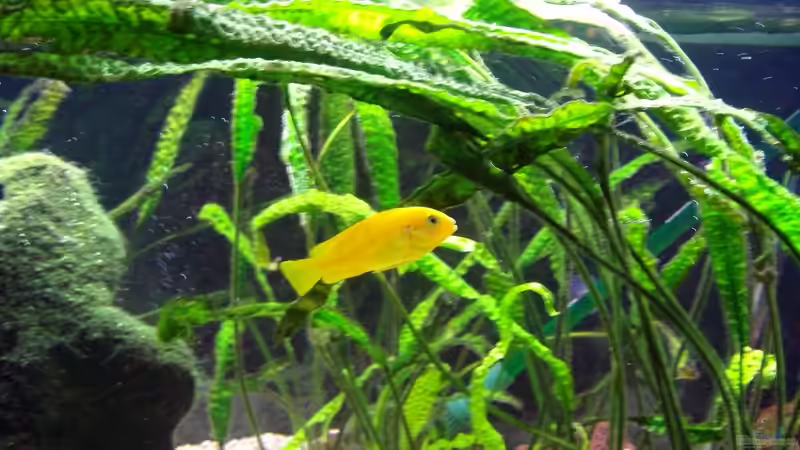 Pseudotropheus saulosi Mädel von Michael H. (18)