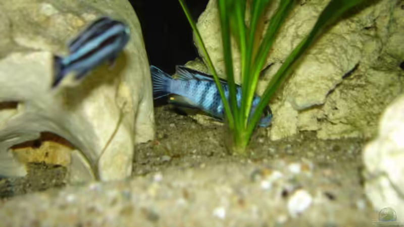 Pseudotropheus saulosi mänchen leicht versteckt von Troll (19)