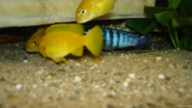 Pseudotropheus saulosi mänchen mit Haarem von Troll (22)