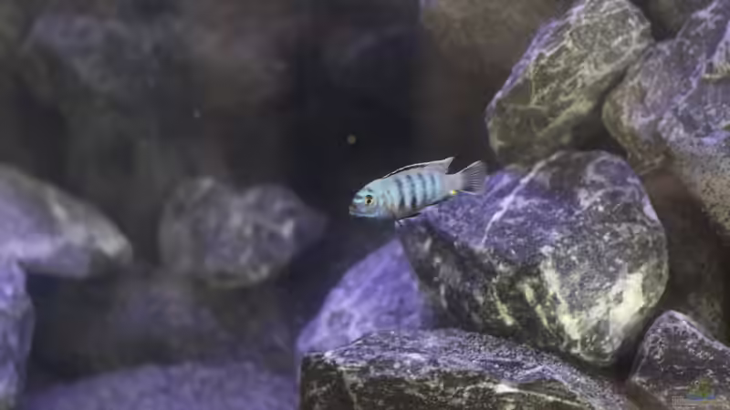 Pseudotropheus saulosi Männchen  von Sergio10 (16)