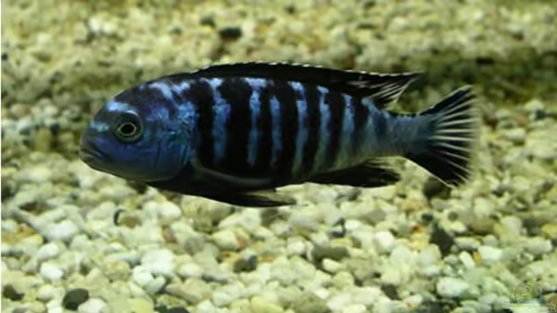 Pseudotropheus saulosi Männchen von Bernd Niehoff (46)