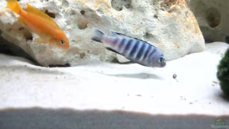 Pseudotropheus saulosi Männchen zeigt ab und an schon ein bißchen Farbe von Meike_R (32)