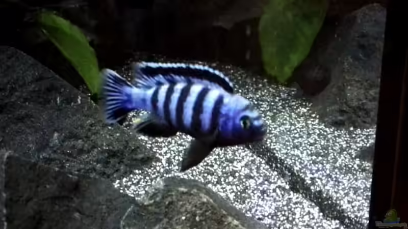 Pseudotropheus saulosi männlich  von Guido Studtrucker (37)