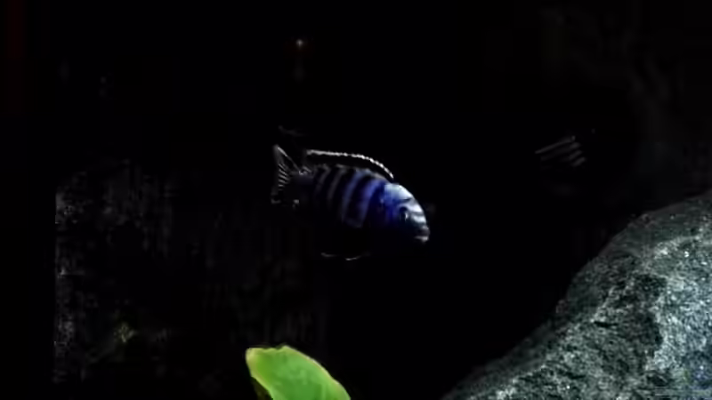 Pseudotropheus saulosi männlich  von Guido Studtrucker (40)