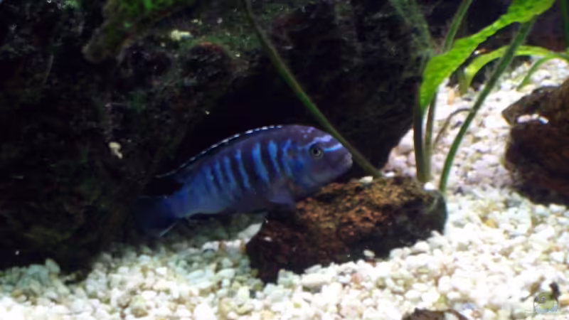 Pseudotropheus saulosi Mann von Michael H. (15)