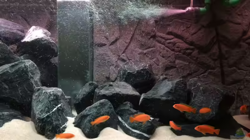 pseudotropheus saulosi no.1 - 03/2015 von Hanse-Hannes (21)