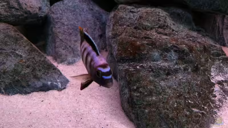 pseudotropheus saulosi no.1- 10/2015 von Hanse-Hannes (12)