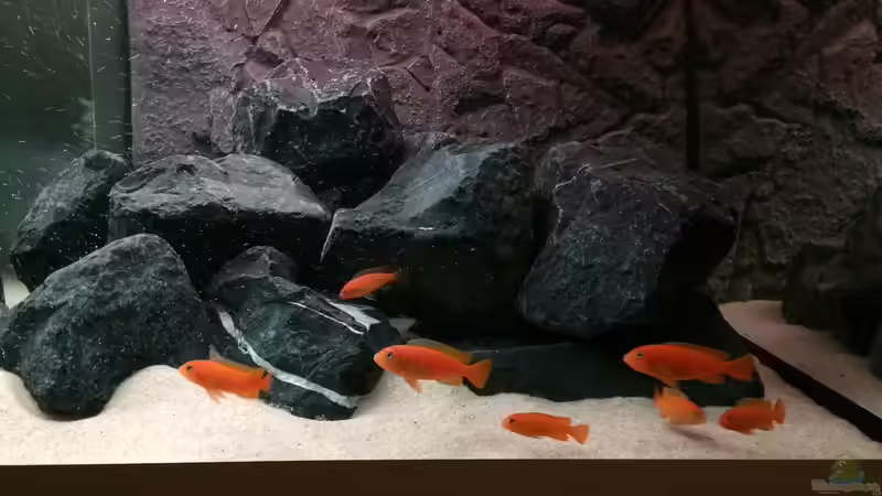 pseudotropheus saulosi no.2- 03/2015 von Hanse-Hannes (22)