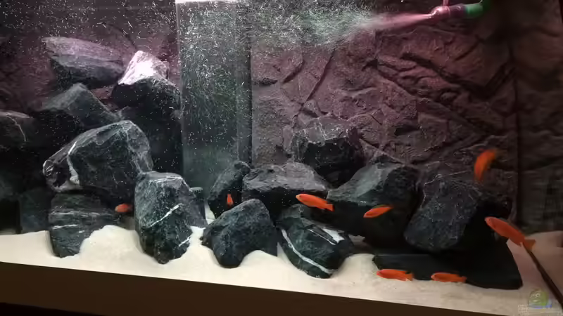 pseudotropheus saulosi no.3- 03/2015 von Hanse-Hannes (23)