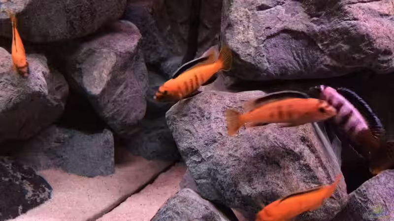 pseudotropheus saulosi no.3- 10/2015 von Hanse-Hannes (14)