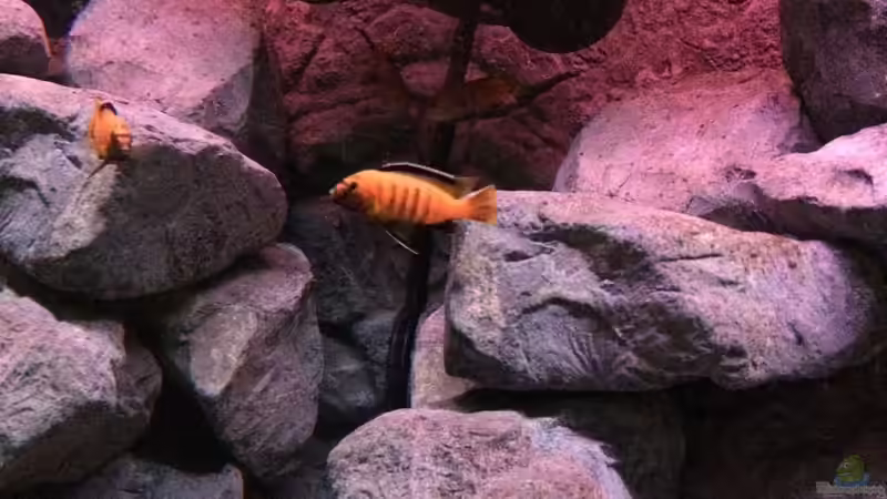 Aquarien mit Pseudotropheus saulosi (Saulosi Zebra-Maulbrüter)