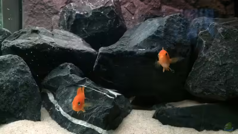 pseudotropheus saulosi no.5- 03/2015 von Hanse-Hannes (25)