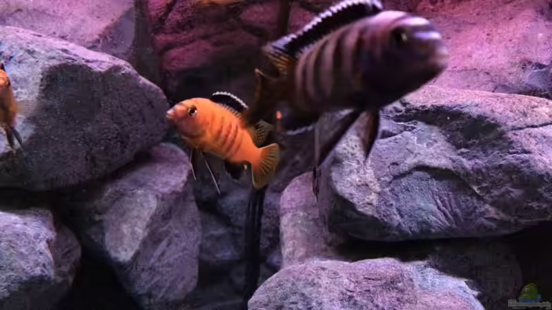 pseudotropheus saulosi no.5- 10/2015 von Hanse-Hannes (16)