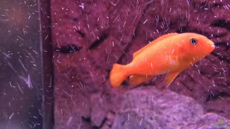 pseudotropheus saulosi no.7- 10/2015 von Hanse-Hannes (18)