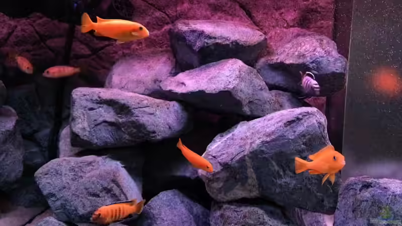 pseudotropheus saulosi no.8- 10/2015 von Hanse-Hannes (19)