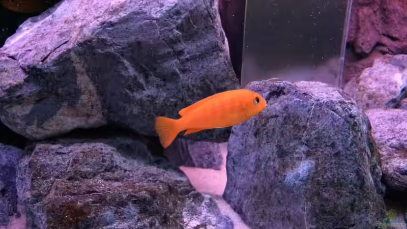 pseudotropheus saulosi no.9- 10/2015 von Hanse-Hannes (20)