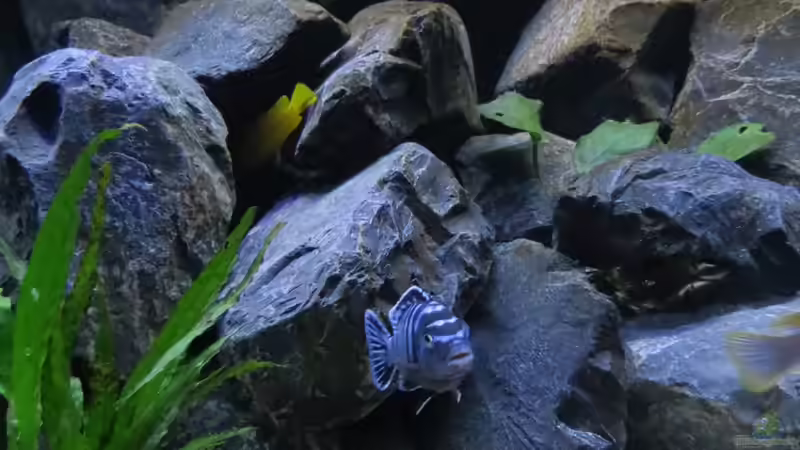 Pseudotropheus saulosi von BastiB (47)