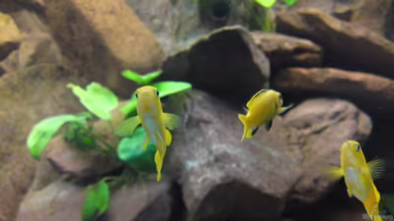 Pseudotropheus saulosi von Debby & Daniel (20)