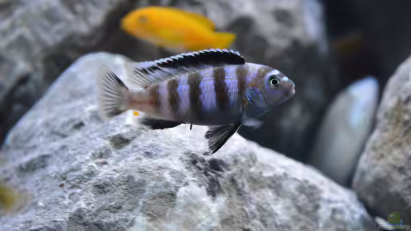 pseudotropheus saulosi von Malawi-Zizou (9)