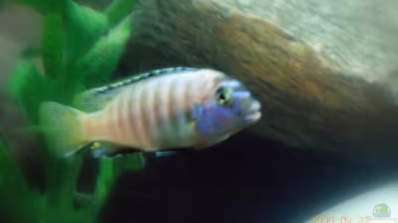 Pseudotropheus Saulosi von Steffen Gebert (11)