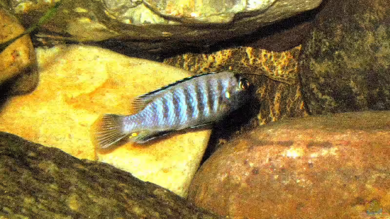 Pseudotropheus Saulosi von Steffen Gebert (15)