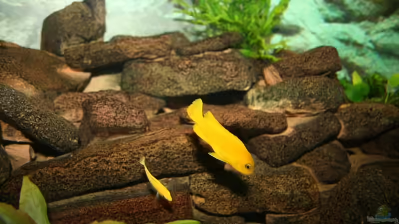 Pseudotropheus saulosi W im Vordergrund von babs79 (6)