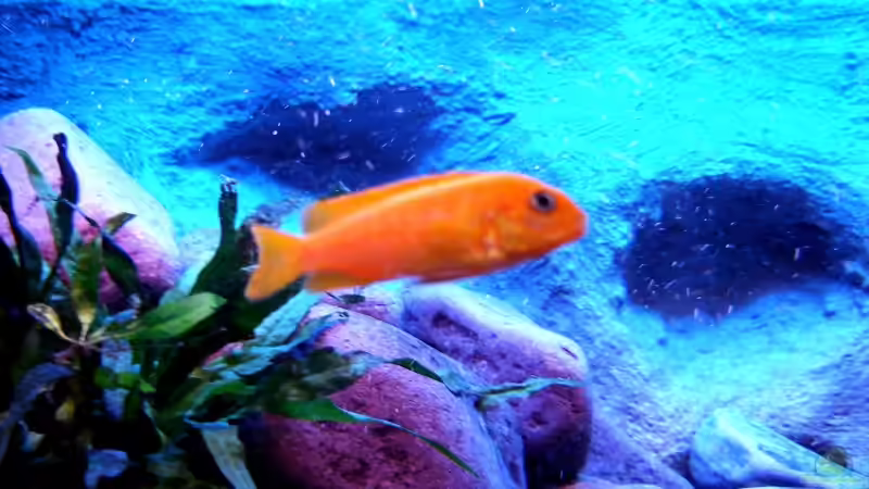 Pseudotropheus Saulosi (W) von Marco O. (8)