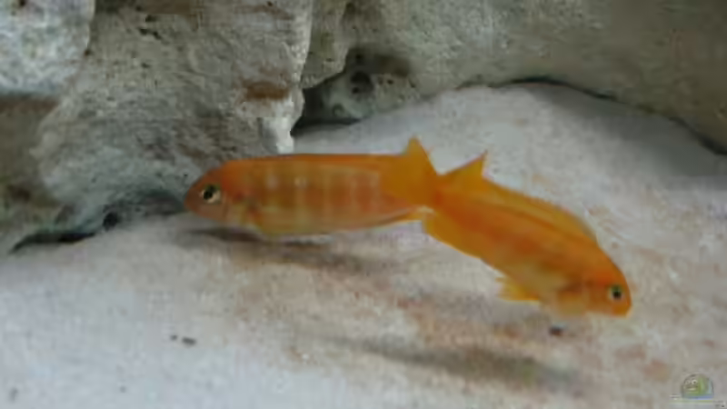 Pseudotropheus saulosi w von Meike_R (36)