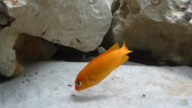 Pseudotropheus saulosi w von Meike_R (37)