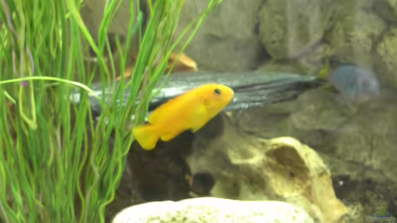Pseudotropheus saulosi Weibchen, Hintergrund Elongaus Mpanga Bock von Benjamin Dietl (6)
