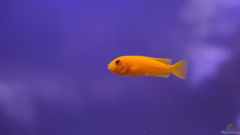 Pseudotropheus saulosi Weibchen  von Sergio10 (30)