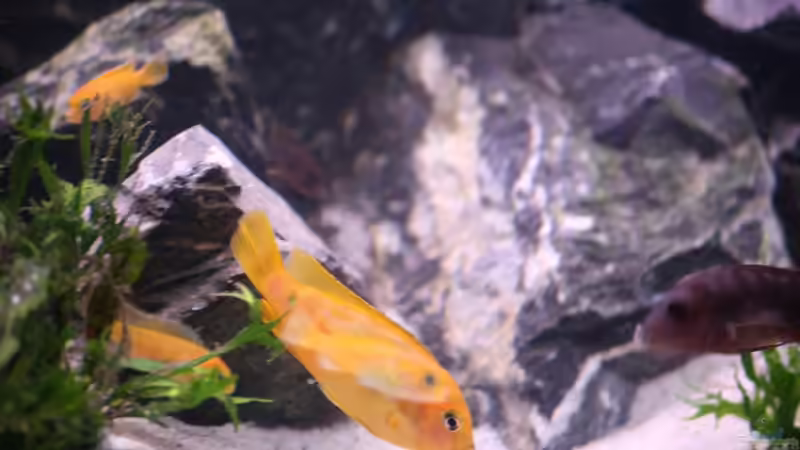 Pseudotropheus saulosi weibchen mit ihren jungen von bl@cky is b@ck (14)