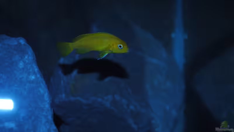 Pseudotropheus saulosi Weibchen (so Gott will =)) von Kevin (9)