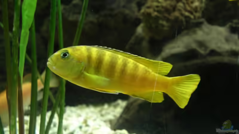 Pseudotropheus saulosi Weibchen von Bernd Niehoff (45)