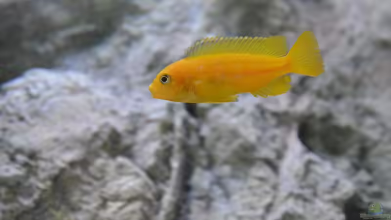 pseudotropheus saulosi weibchen von Malawi-Zizou (12)