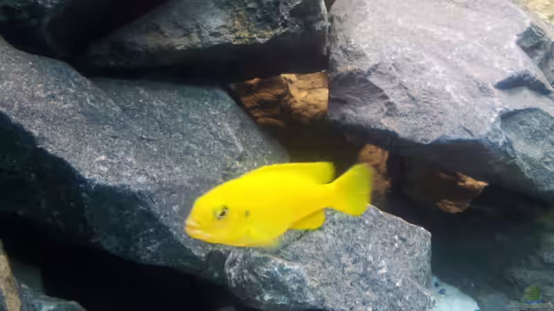 Pseudotropheus ´Saulosi´ Weibchen von Martin N. (11)