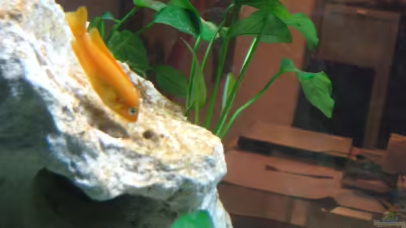 Pseudotropheus saulosi Weibchen von Meike_R (30)