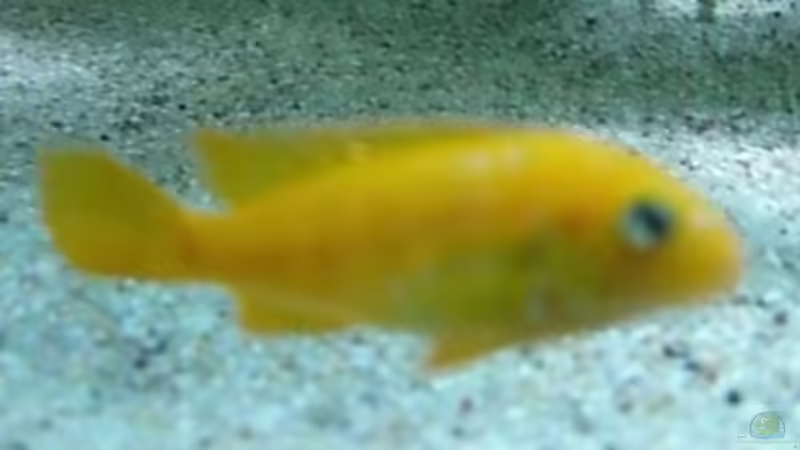 Pseudotropheus saulosi Weibchen von Rainer Klettke (16)