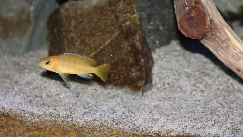 Pseudotropheus Saulosi Weibchen von Sebastian O. (62)